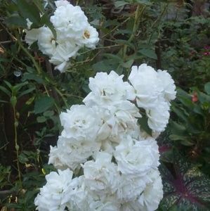 Meet your Posher, Ana leticia